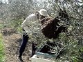 SCIAME DI API IN CESANA (PI)