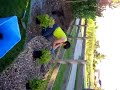 Planting Shrubs