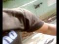 videos de el gomero.mp4