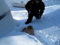 La Pulga en la nieve