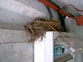 oiseaux nid avec 5 petits