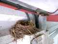 oiseaux nid avec 5 petits