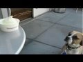 videos de Freddy Likes Frozen Yogurt