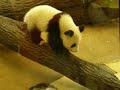 Fu Long wird ges�ugt