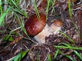 Porcini reggiani Porcini reggiani