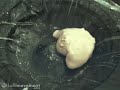 Shear thickening fluid @ 120hz @532fps.