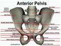 Anterior Bone Landmarks (Pelvis)