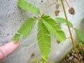 mimosa pudica