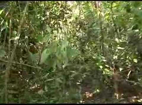 BIGFOOT, Malaysia proof