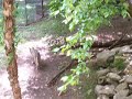 Wolf at Zoo 1 Wolf at Zoo 1