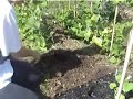 Planting out courgettes - Claire\ Planting out courgettes - Claire\