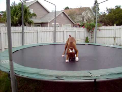 Boxerpuppies Youtube on Dog   This Is Chago The Worlds Most Loved Boxer  He Enjoys