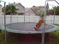 THIS BOXER WILL TEACH YOU AND YOUR FAMILY HOW TO REALLY ENJOY A TRAMPOLINE, OR AT LEAST MAKE YOU LAUGH TRYING! GO CHECK HIM OUT....I PROMISE IT WILL MAKE YOU SMILE. HE IS A DOG BUT HE IS A COPYCAT!!!! HE WATCHED THE KIDS JUMP ON IT AND ONCE CHAGO FIGURED IT OUT....IT BECAME HIS TRAMPOLINE....ARE NEIGHBORS LOVE IT!!! SO DO WE.
