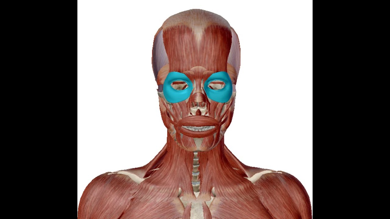 למה עם הגיל העיניים נהיות קטנות ושקועות יותר?