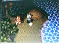 Doubutsu No Mori - Tour of my town