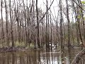 Congaree Forest in Winter (S. Carolina, January 2007)
