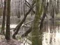 Congaree Forest in Winter (S. Carolina, January 2007)