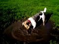 Hartley and the Puddle
