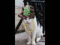 Tiggy the Talking cat Rapping singing hello
