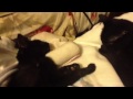 Sick cat being watched by another cat who used to hiss at h