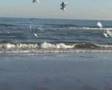 Tributo a IL Gabbiano Jonathan Livingston
