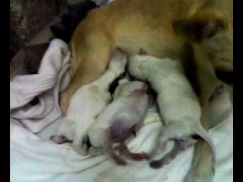 Chihuahua dog gives birth