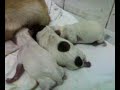 Chihuahua dog gives birth Chihuahua dog gives birth