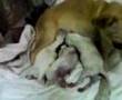 Chihuahua video