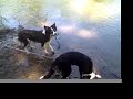 Beep, Max and Zipper go swimming. Beep, Max and Zipper go swimming.