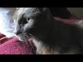 George the cat that returned after 13 1/2 years purring