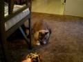 videos de Hemi the kitty playing fetch