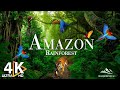 AMAZON 4K - THE WORLD'S LARGEST TROPICAL RAINFOREST | RE ..