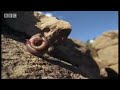 Amazing slow motion footage demonstrates the fascinating instances of rolling as a form of motion in the animal world. Interesting salamander and caterpillar video from BBC wildlife show 'Weird Nature'.
