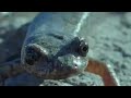 Rolling Salamanders & Caterpillars - Weird Nature - BBC animals