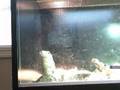 varanus salvator