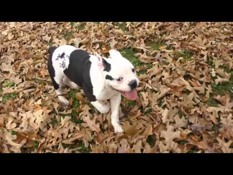 Miss Paisley in the leaves!