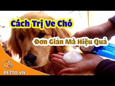 Cách Trị Ve Chó Tại Nhà Đơn Giản Mà Hiệu Quả