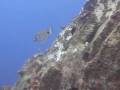 Scuba Las Canarias - Episode Four
