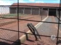 Vira Lata Vira Vida