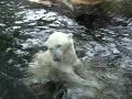 Rolly and polar bear