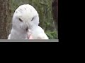 Snowy owl at Cascades Raptor Center