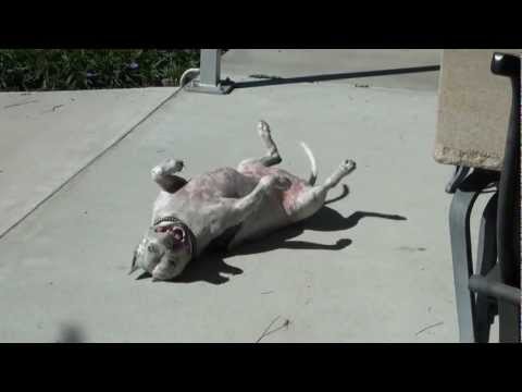 pitbull teeth