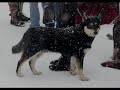 Lapsk Vallhund Lapsk Vallhund