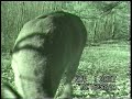 Some clips run together from a scrape on the food plots behind my house.  There is a 10 pointer and an 8 pointer as well as some other bucks visiting the same scrape.  Missing is the 11 pointer I have pics on from a regular trail cam.....