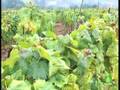 VITICULTURA BIODINAMICA, otra forma de viticultura