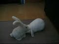Toy rabbit humps real rabbit