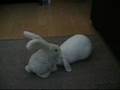 Toy rabbit humps real rabbit