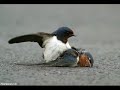 Love story Afrikaans.WMV