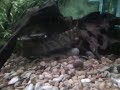 Beautiful Freshwater Aquarium (update)