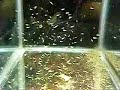 Tilapia Fry